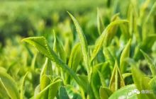 【梵净茶缘】茶香四溢，石阡春茶全面开采