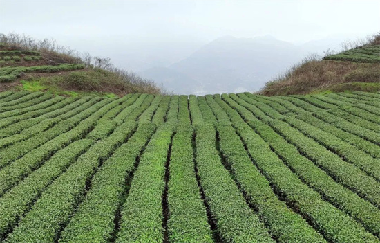 沿河中界镇：茶园飘香幸福来
