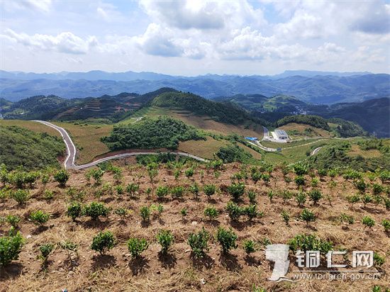 中寨镇万亩生态茶园  中寨镇党政办供图