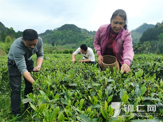 1-党员采摘茶叶
