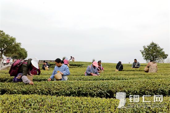 图为印江自治县杉树镇何家梁子茶园的采茶工正在采茶。  梅亚军 摄_。_副本