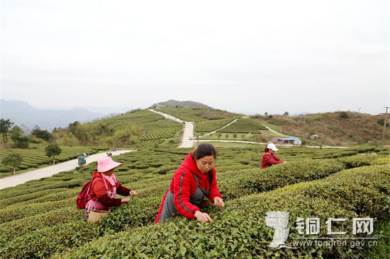 图为印江自治县杉树镇何家梁子茶园的采茶工正在采茶。 梅亚军 摄