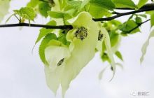 【梵净山保护动植物】瞧那梵净山，珙桐花开如白鸽翩飞