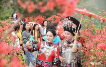 画说铜仁丨飞灵山上杜鹃开