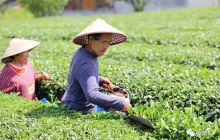 【梵净茶缘】江口三万亩抹茶进入收获季