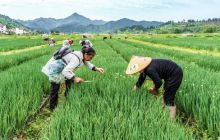 江口县坝盘镇挂扣村：产业扶贫助推乡村振兴