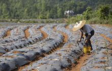 万山初夏劳作图