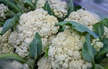 黄道乡：花菜丰收啦