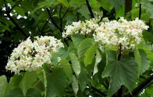 千年桐花开•胜似五月雪