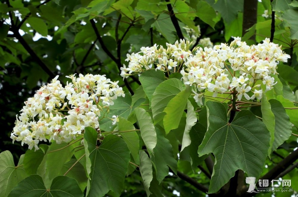 千年桐花开61胜似五月雪
