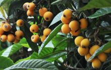 碧江区的枇杷熟啦！