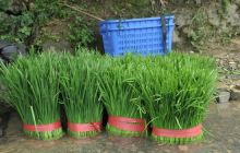 碧江区桐木坪乡卜口村桃寨组韭菜种植效益高