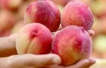 玉屏脆红桃抢鲜上市