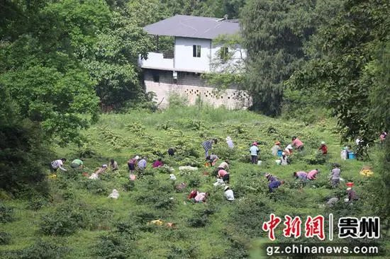 沿河阳春村：石旮旯里开出“幸福花”