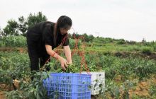 碧江大坳村新垦荒地种辣椒喜获丰收