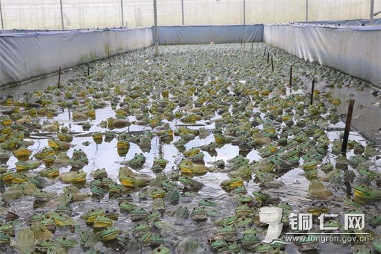 萬山區(qū)大坪鄉(xiāng)：牛蛙養(yǎng)殖  唱響致富歌