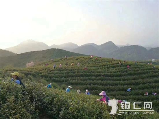 茶農(nóng)采茶忙 張家寨鎮(zhèn)綜合辦供圖 (2)