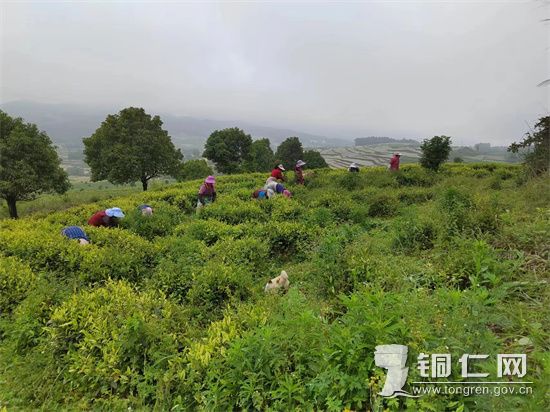茶農(nóng)采茶忙 張家寨鎮(zhèn)綜合辦供圖