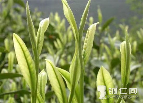希望的葉子 張家寨鎮(zhèn)綜合辦供圖
