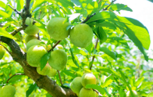 天堂镇：酸甜好礼 磨石山有“李”