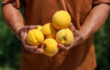 玉屏长华：“桃”你喜欢  黄桃喜丰收