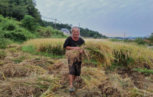 稻谷迎丰收 田间打谷忙