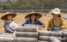 印江县合水兴旺村稻谷飘香