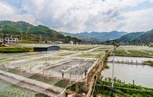 印江县合水镇坪峨村：生态种养稻蛙增收致富效益高