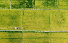 思南：广袤沃野铺新绿 秋来满眼丰收景