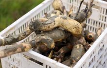 玉屏：深秋时节采藕忙