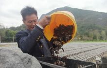 中兴街道夫子坝村：黑木耳迎来采摘季 农民增收致富忙