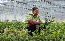 玉屏：油茶育苗基地管护忙