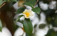 玉屏：油茶花开引客来