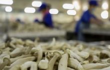 玉屏：菌棒生产忙 保市场供应