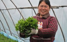 碧江区龙鱼村开始收割仙草