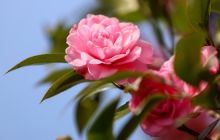 玉屏：茶花盛开旅游旺