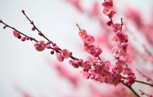 画说铜仁 | 春暖花开 苗乡赏梅正当时