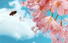 碧江区滑石乡苗塘山:一年好景莫错过 春季赏花正当时