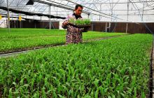 碧江区科学育苗长势喜人