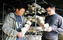 万山区龙门坳村猴头菇喜获丰收