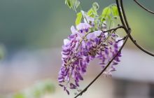 玉屏紫藤花开