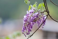 玉屏紫藤花开