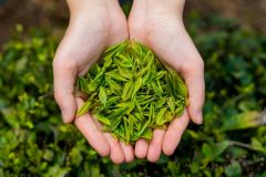 万山春茶飘香