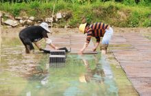 川硐街道专人托盘育秧 降低成本便于农机栽插