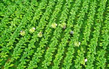 烤烟长势好，烟农采摘忙