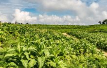 印江烟农增收促振兴