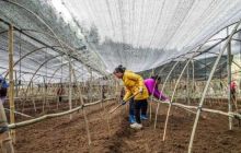 黄板镇：冬闲人不闲羊肚菌种植忙