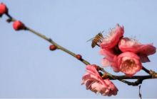 江口：腊梅飘香