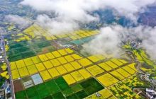 油菜花开 春意浓