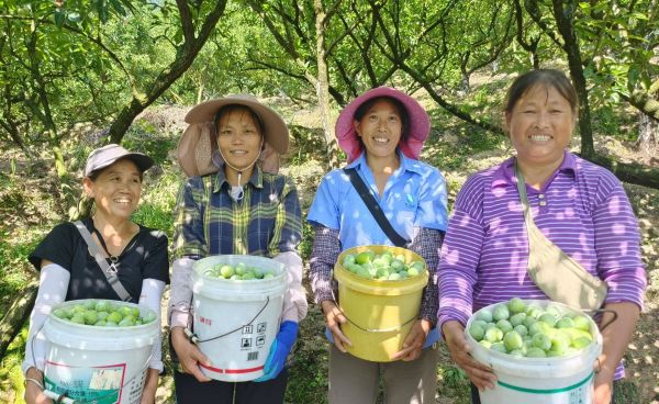 果農(nóng)笑開顏。